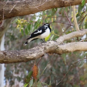 Grallina cyanoleuca at Belconnen, ACT - 15 Oct 2023