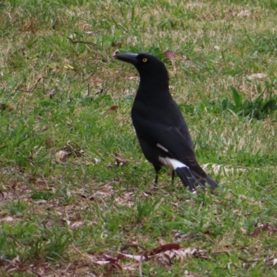 Strepera graculina (Pied Currawong) at Lake Ginninderra - 15 Oct 2023 by MatthewFrawley