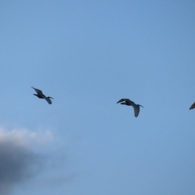 Threskiornis molucca (Australian White Ibis) at Parkes, ACT - 14 Oct 2023 by MatthewFrawley