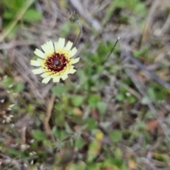 Tolpis barbata (Yellow Hawkweed) at Canberra Central, ACT - 15 Oct 2023 by BethanyDunne