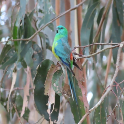 Psephotus haematonotus (Red-rumped Parrot) at Belconnen, ACT - 15 Oct 2023 by MatthewFrawley