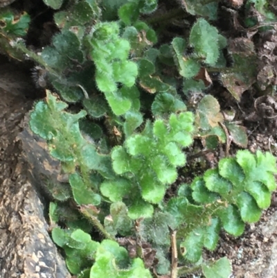 Pleurosorus rutifolius (Blanket Fern) at Burra Creek, NSW - 15 Oct 2023 by SuePolsen