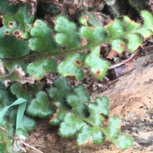 Asplenium subglandulosum at Burra Creek, NSW - 15 Oct 2023 03:05 PM