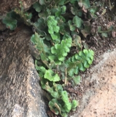 Asplenium subglandulosum at Burra Creek, NSW - 15 Oct 2023 03:05 PM