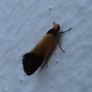 Echinocosma catachrysa at Parkes, ACT - 14 Oct 2023