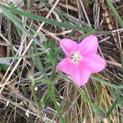 Convolvulus angustissimus subsp. angustissimus (Australian Bindweed) at Burra Creek, NSW - 15 Oct 2023 by SuePolsen