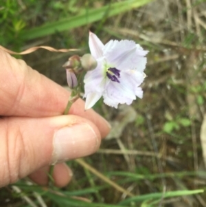 Arthropodium fimbriatum at Burra Creek, NSW - 15 Oct 2023