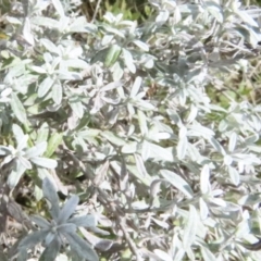 Olearia phlogopappa subsp. flavescens (Dusty Daisy Bush) at Bimberi, NSW - 27 Sep 2023 by RobParnell