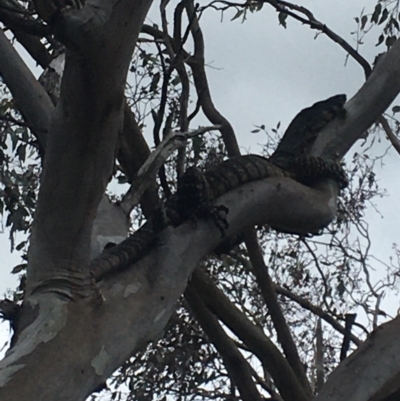 Varanus varius (Lace Monitor) at Burra Creek, NSW - 15 Oct 2023 by SuePolsen