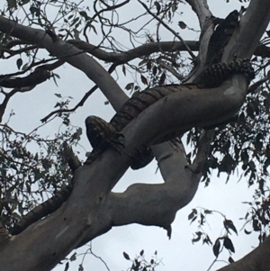 Varanus varius at Burra Creek, NSW - 15 Oct 2023