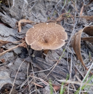 Lentinus arcularius at Bungendore, NSW - 15 Oct 2023