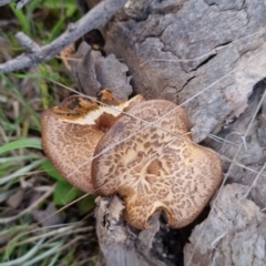 Lentinus arcularius at Bungendore, NSW - 15 Oct 2023