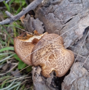 Lentinus arcularius at Bungendore, NSW - 15 Oct 2023