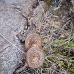 Lentinus arcularius at Bungendore, NSW - 15 Oct 2023