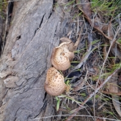 Lentinus arcularius at Bungendore, NSW - 15 Oct 2023