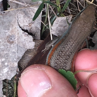 Carlia tetradactyla (Southern Rainbow Skink) at Burra Creek, NSW - 15 Oct 2023 by SuePolsen