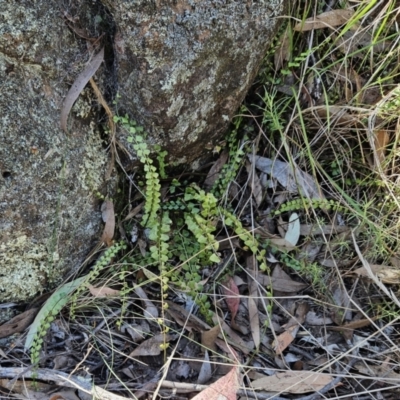 Asplenium flabellifolium (Necklace Fern) at Hawker, ACT - 14 Oct 2023 by sangio7