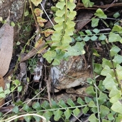 Asplenium flabellifolium at Hawker, ACT - 14 Oct 2023