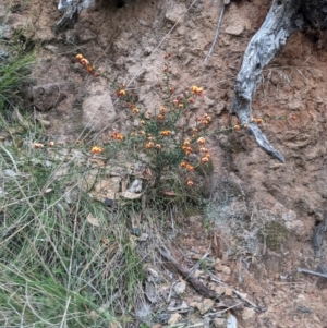 Daviesia ulicifolia subsp. ruscifolia at Paddys River, ACT - 15 Oct 2023 12:15 PM