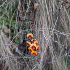 Daviesia ulicifolia subsp. ruscifolia at Paddys River, ACT - 15 Oct 2023