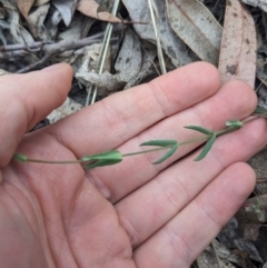 Hypericum gramineum at Tidbinbilla Nature Reserve - 15 Oct 2023 12:32 PM