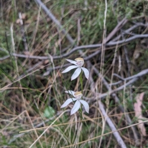 Caladenia moschata at Paddys River, ACT - suppressed