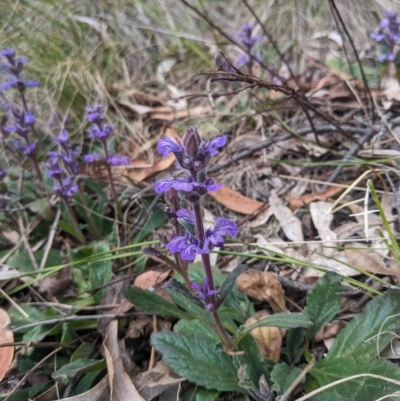 Ajuga australis (Austral Bugle) at Paddys River, ACT - 15 Oct 2023 by WalterEgo