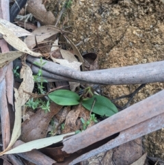 Chiloglottis valida (Large Bird Orchid) at Paddys River, ACT - 15 Oct 2023 by WalterEgo