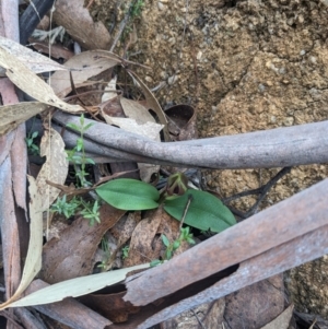 Chiloglottis valida at Paddys River, ACT - 15 Oct 2023