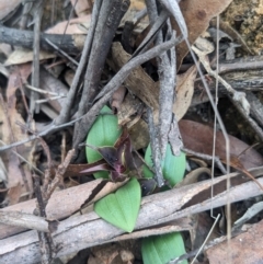 Chiloglottis valida at Paddys River, ACT - 15 Oct 2023