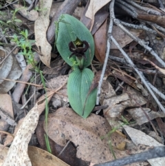 Chiloglottis valida at Paddys River, ACT - 15 Oct 2023