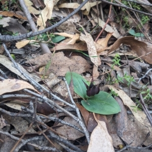 Chiloglottis valida at Paddys River, ACT - 15 Oct 2023