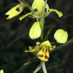 Diuris sulphurea (Tiger Orchid) at Majura, ACT - 8 Oct 2023 by jb2602