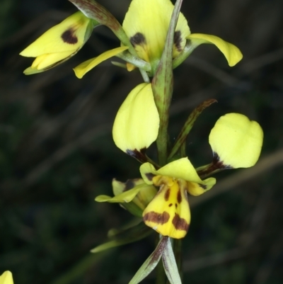 Diuris sulphurea (Tiger Orchid) at Majura, ACT - 8 Oct 2023 by jb2602
