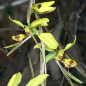 Diuris sulphurea at Majura, ACT - suppressed