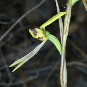 Diuris sulphurea at Majura, ACT - 8 Oct 2023