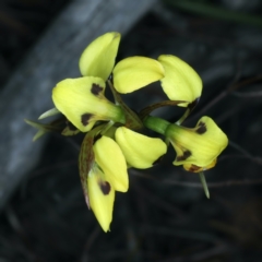 Diuris sulphurea at Majura, ACT - 8 Oct 2023