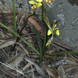 Diuris sulphurea at Majura, ACT - suppressed