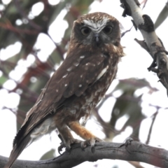 Ninox boobook (Southern Boobook) at Tuggeranong, ACT - 15 Oct 2023 by HelenCross