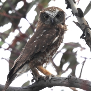 Ninox boobook at Tuggeranong, ACT - 15 Oct 2023 01:40 PM