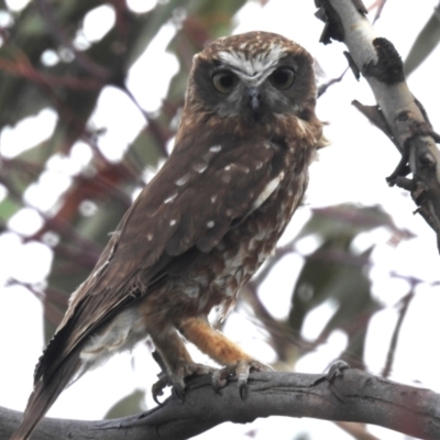 Ninox boobook (Southern Boobook) at Tuggeranong, ACT - 15 Oct 2023 by HelenCross