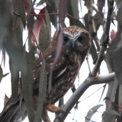 Ninox boobook at Tuggeranong, ACT - 15 Oct 2023