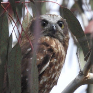 Ninox boobook at Tuggeranong, ACT - 15 Oct 2023 01:40 PM