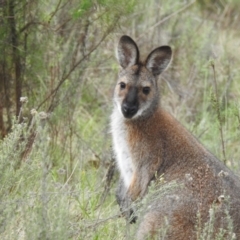 Notamacropus rufogriseus (Red-necked Wallaby) at Tuggeranong, ACT - 15 Oct 2023 by HelenCross
