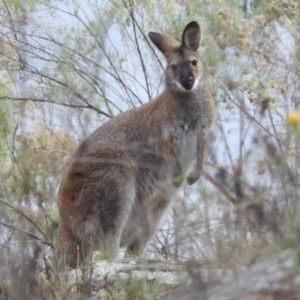 Notamacropus rufogriseus at Tuggeranong, ACT - 15 Oct 2023 01:59 PM