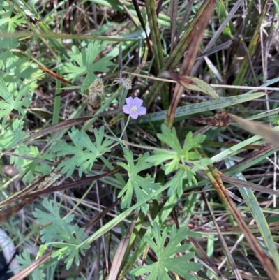 Geranium solanderi var. solanderi (Native Geranium) at Flea Bog Flat, Bruce - 15 Oct 2023 by lyndallh