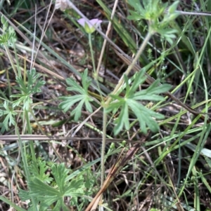 Geranium solanderi var. solanderi at Bruce, ACT - 15 Oct 2023