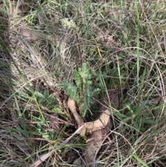 Acaena sp. (A Sheep's Burr) at Bruce Ridge to Gossan Hill - 15 Oct 2023 by lyndallh