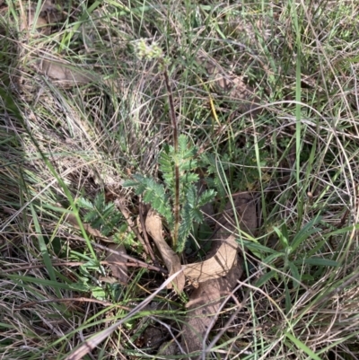 Acaena sp. (A Sheep's Burr) at Bruce Ridge to Gossan Hill - 15 Oct 2023 by lyndallh