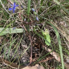 Dianella revoluta var. revoluta (Black-Anther Flax Lily) at Bruce Ridge to Gossan Hill - 15 Oct 2023 by lyndallh